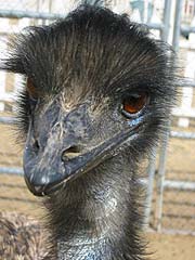 emu.jpg (11389 bytes)