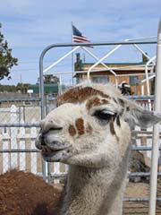 llamaflag.jpg (9845 bytes)
