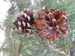 pinecone.jpg (18661 bytes)